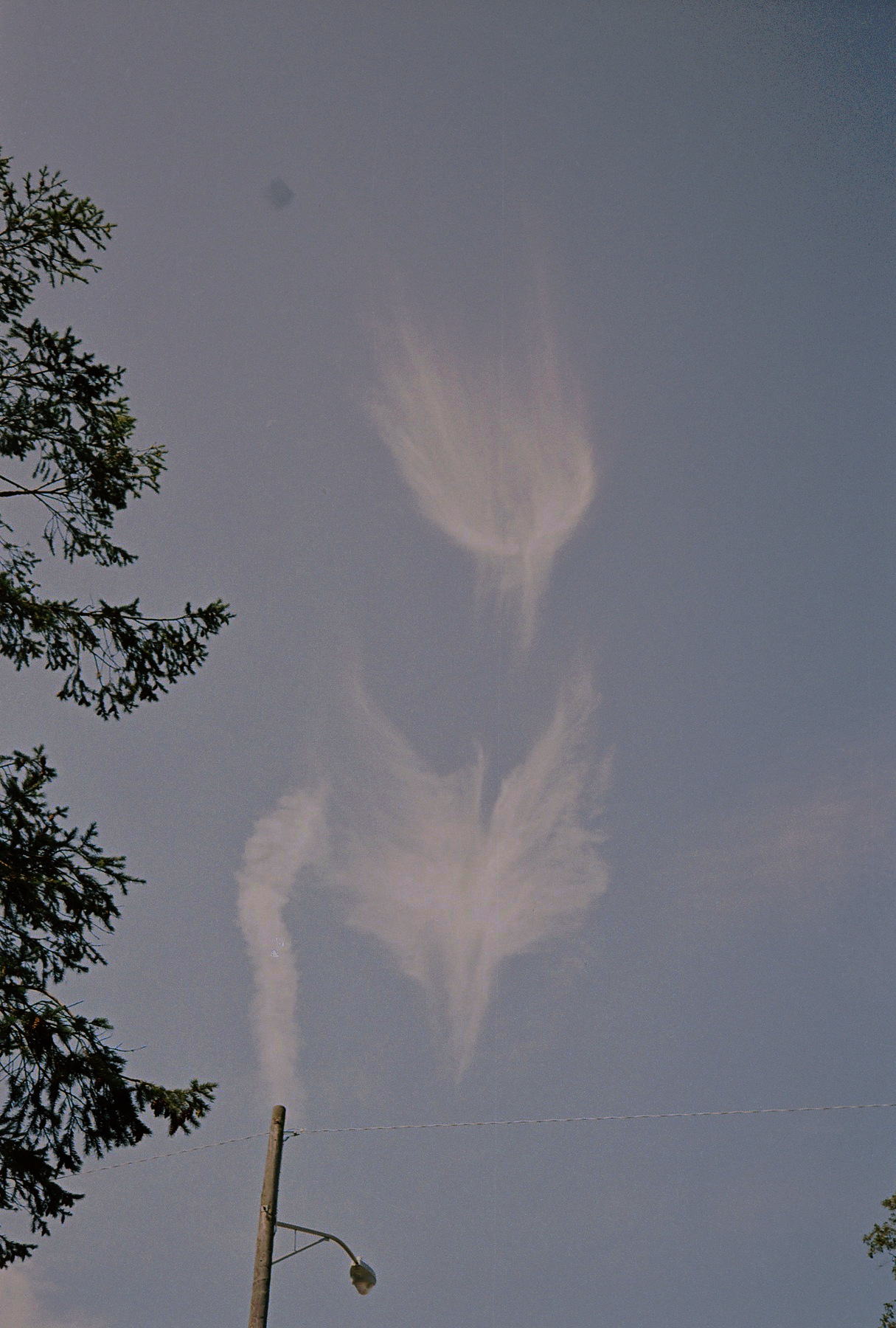 A scan of the original negative: two winged cloud shapes in a blue sky, with spruce branches on the left and a street lamp on a utility pole at the bottom.